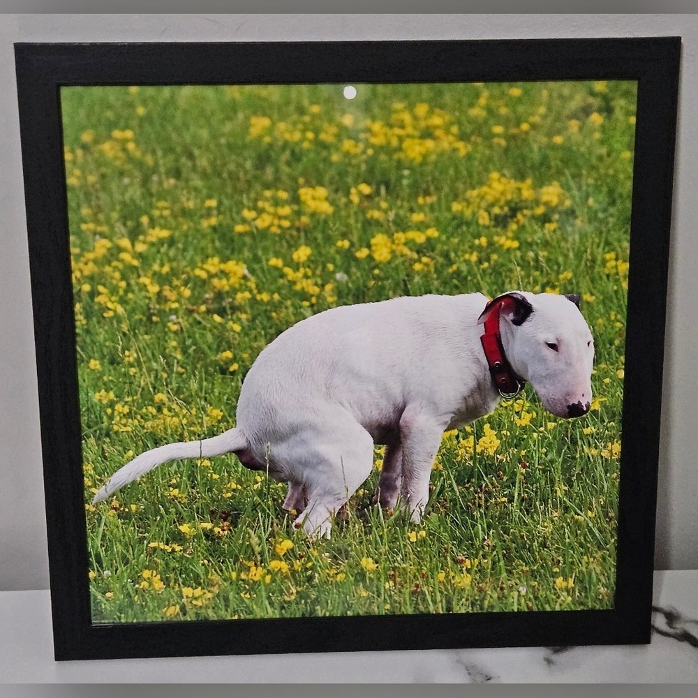 Pooping Bull Terrier Framed Photo (12"x12")